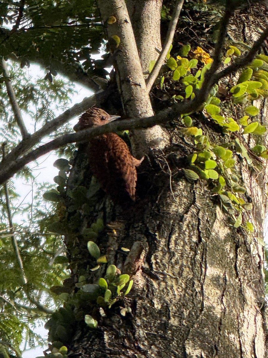 Rufous Woodpecker - ML647109999