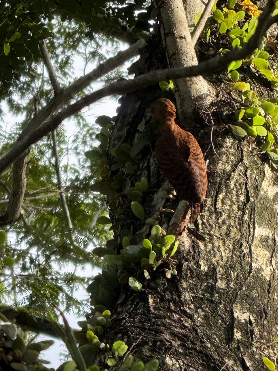 Rufous Woodpecker - ML647110000
