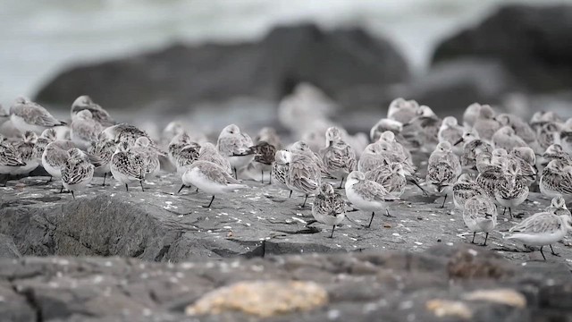 Ak Kumkuşu - ML647110001