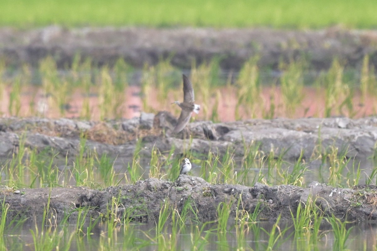 White Wagtail - ML647110003
