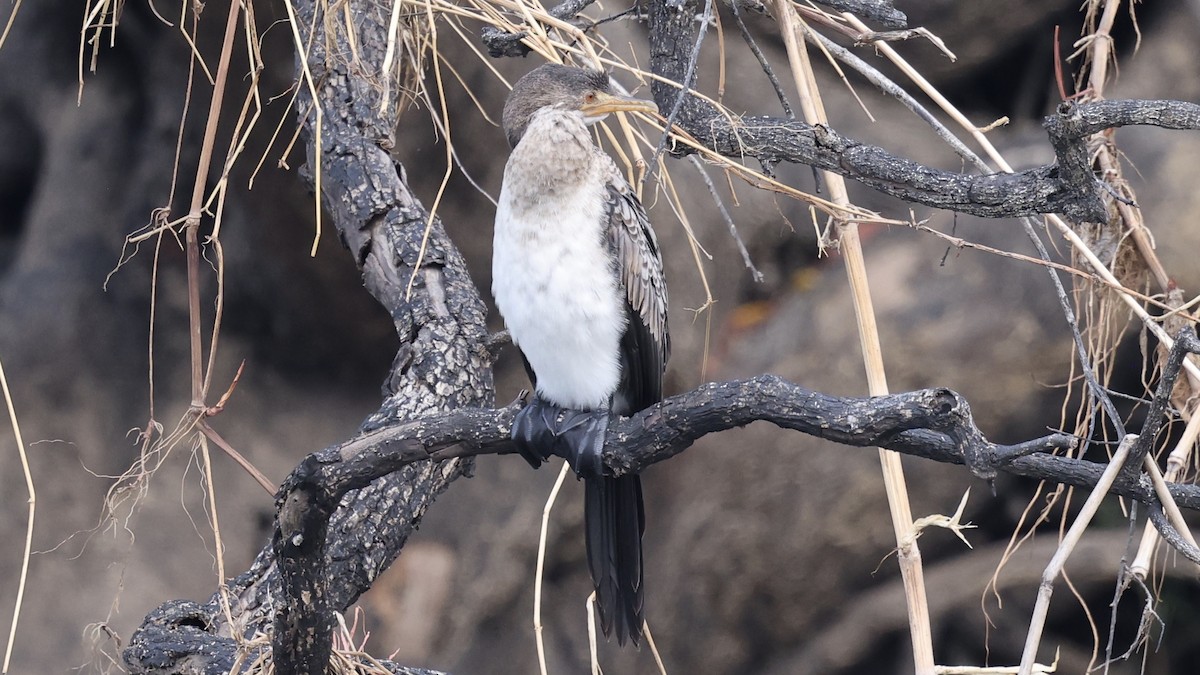 kormorán dlouhoocasý - ML647110006