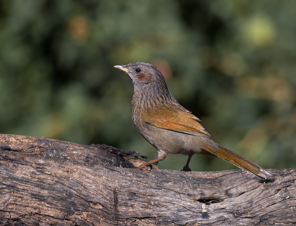 Streaked Laughingthrush - ML647110016