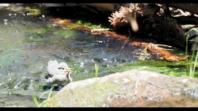 American Dipper - ML647110019