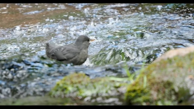 American Dipper - ML647110020