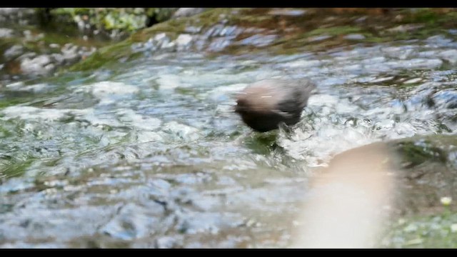 American Dipper - ML647110021