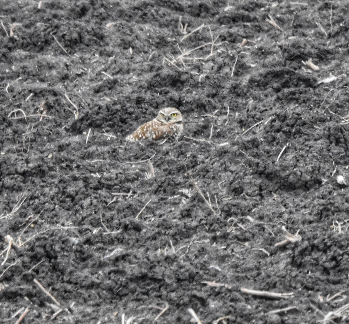 Burrowing Owl - ML647110048