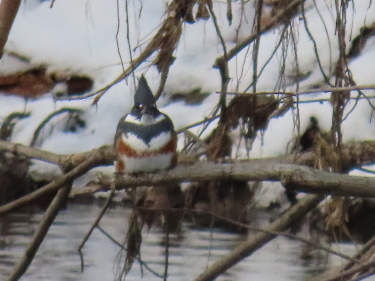 שלדג אמריקני - ML647110049