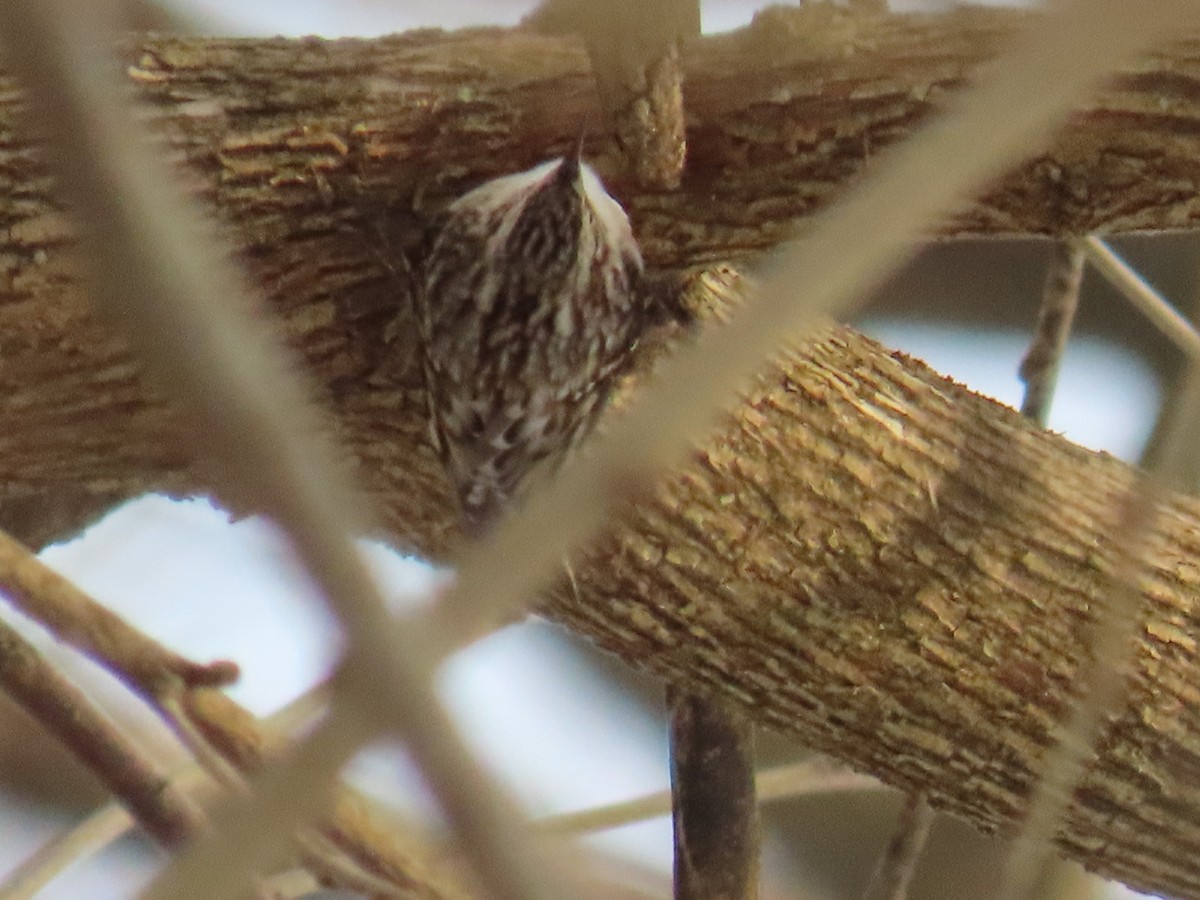 amerikatrekryper - ML647110065