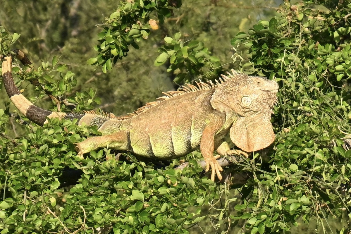Iguana verde - ML647110066