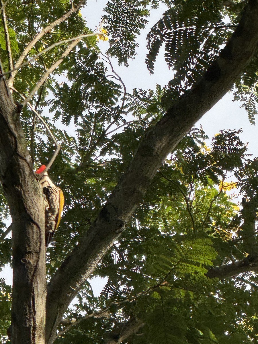 Common Flameback - ML647110067