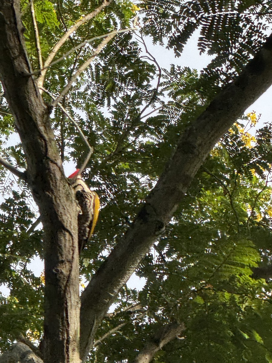 Common Flameback - ML647110068