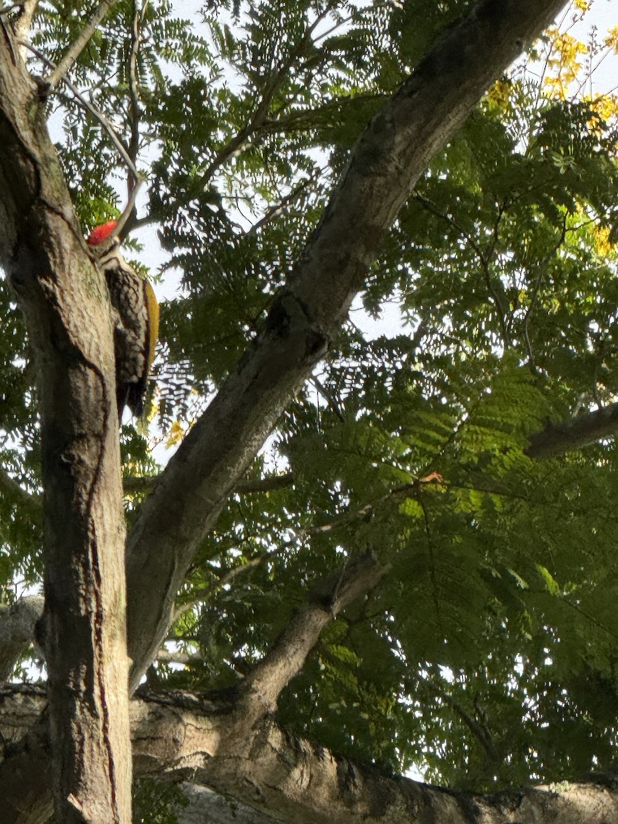 Common Flameback - ML647110069