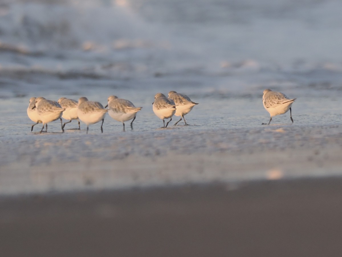 Ak Kumkuşu - ML647110070