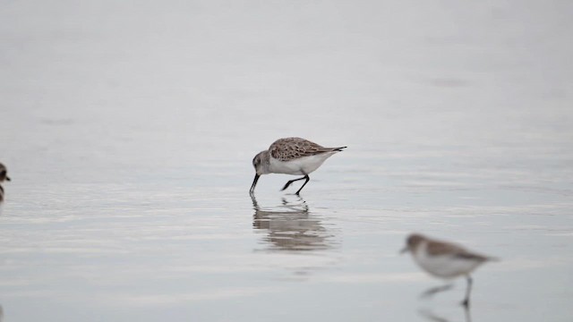 Gambecchio dell'Alaska - ML647110072