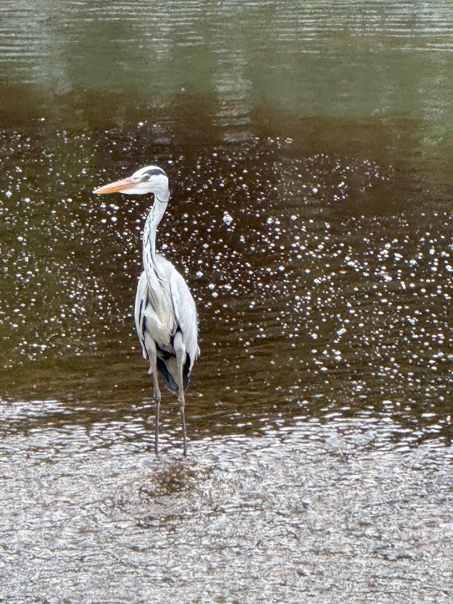 Gray Heron - ML647110074