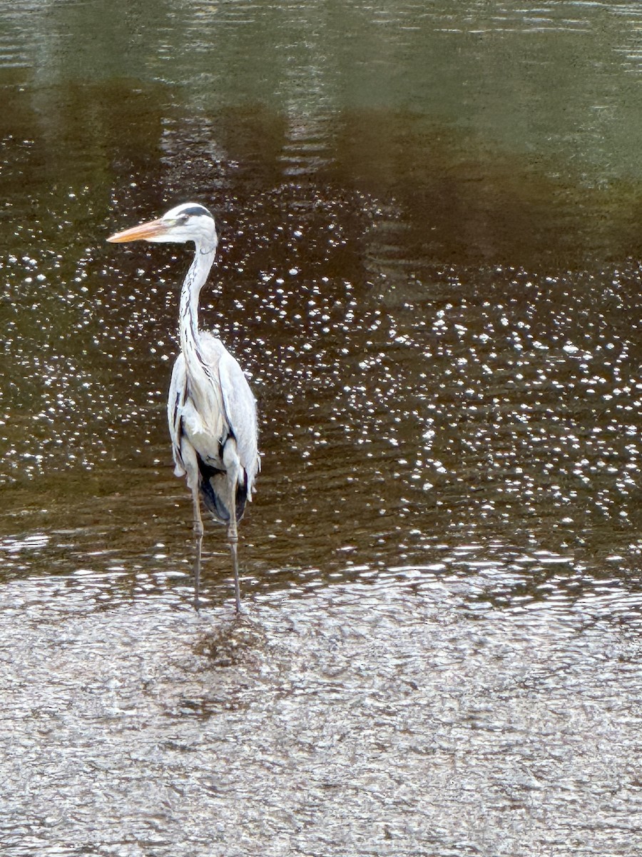 Gray Heron - ML647110075