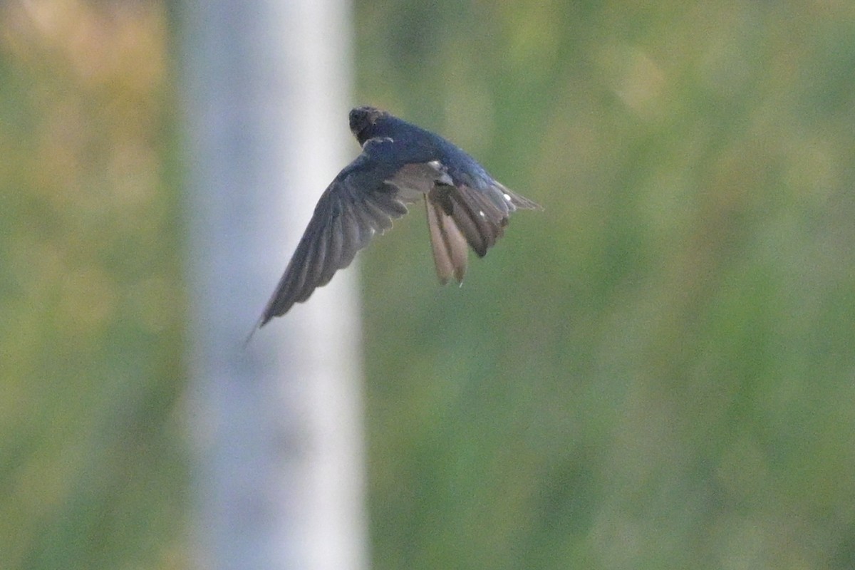 Barn Swallow - ML647110076