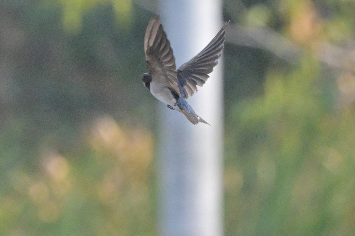 Barn Swallow - ML647110078