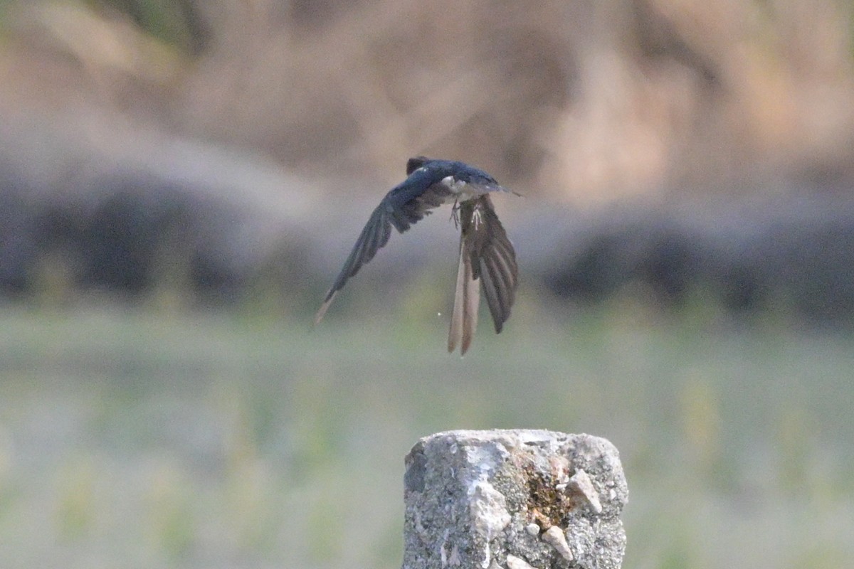 Barn Swallow - ML647110082