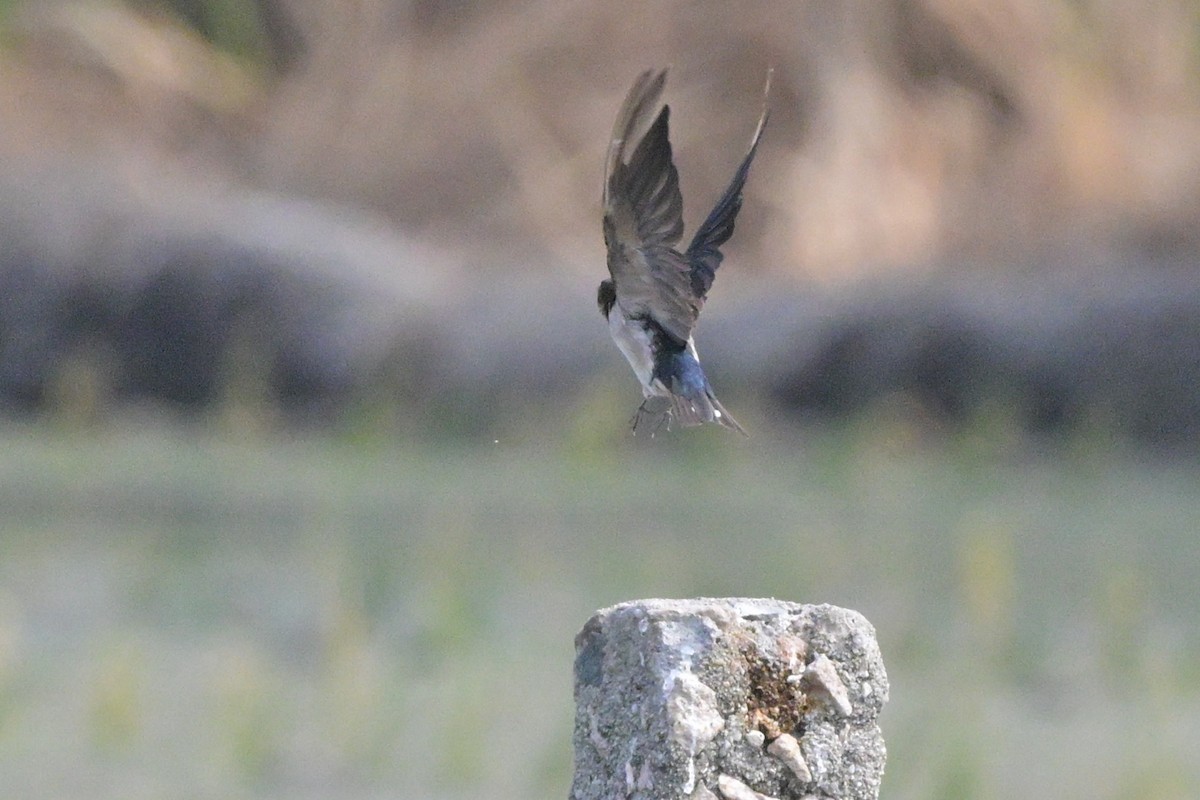 Barn Swallow - ML647110083