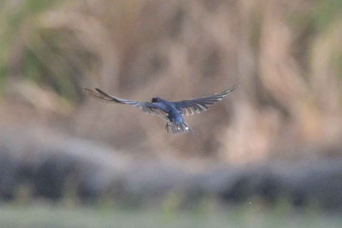 Barn Swallow - ML647110084