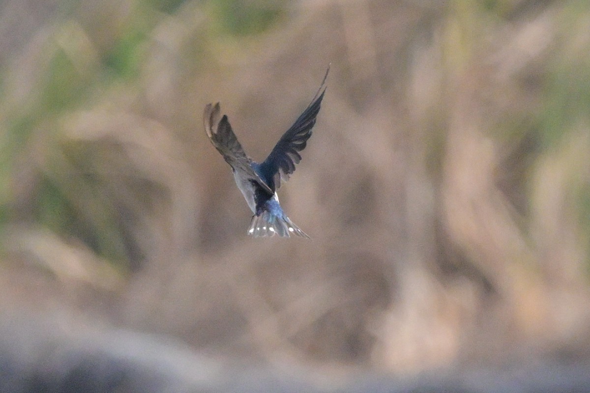 Barn Swallow - ML647110085