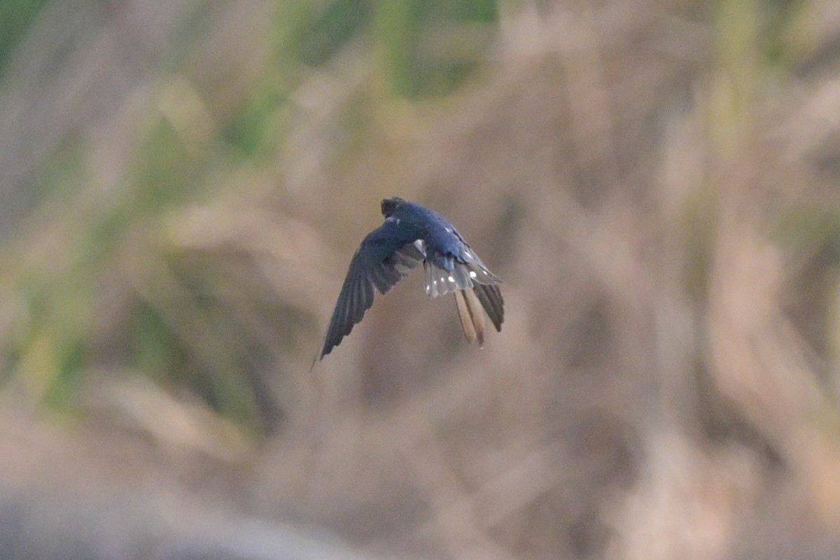 Barn Swallow - ML647110086