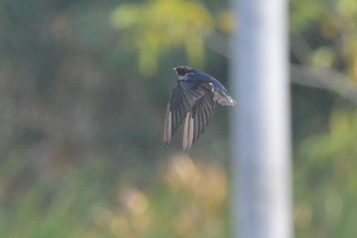 Barn Swallow - ML647110087