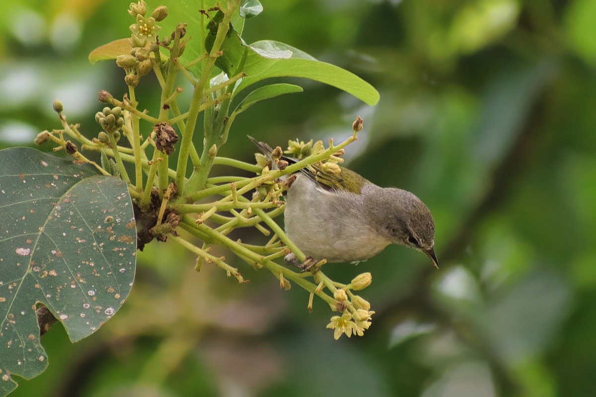 Червоїд світлобровий - ML647110088
