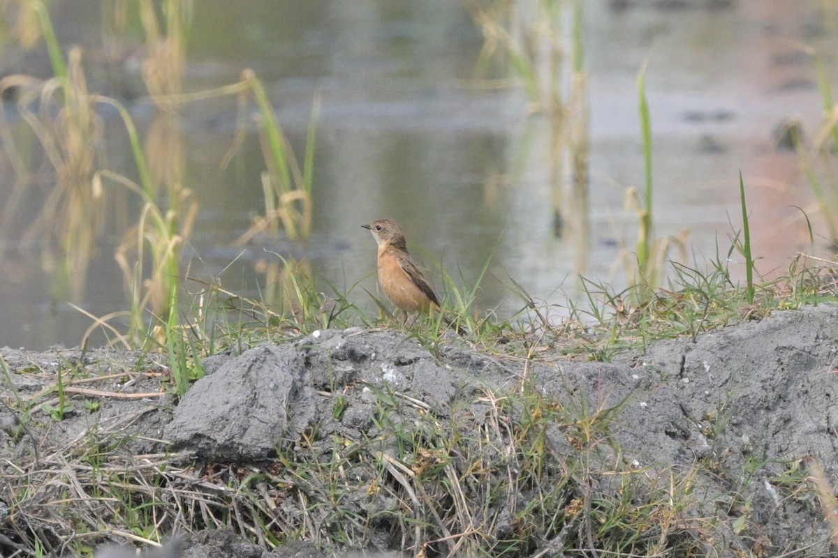 Amur Stonechat - ML647110089