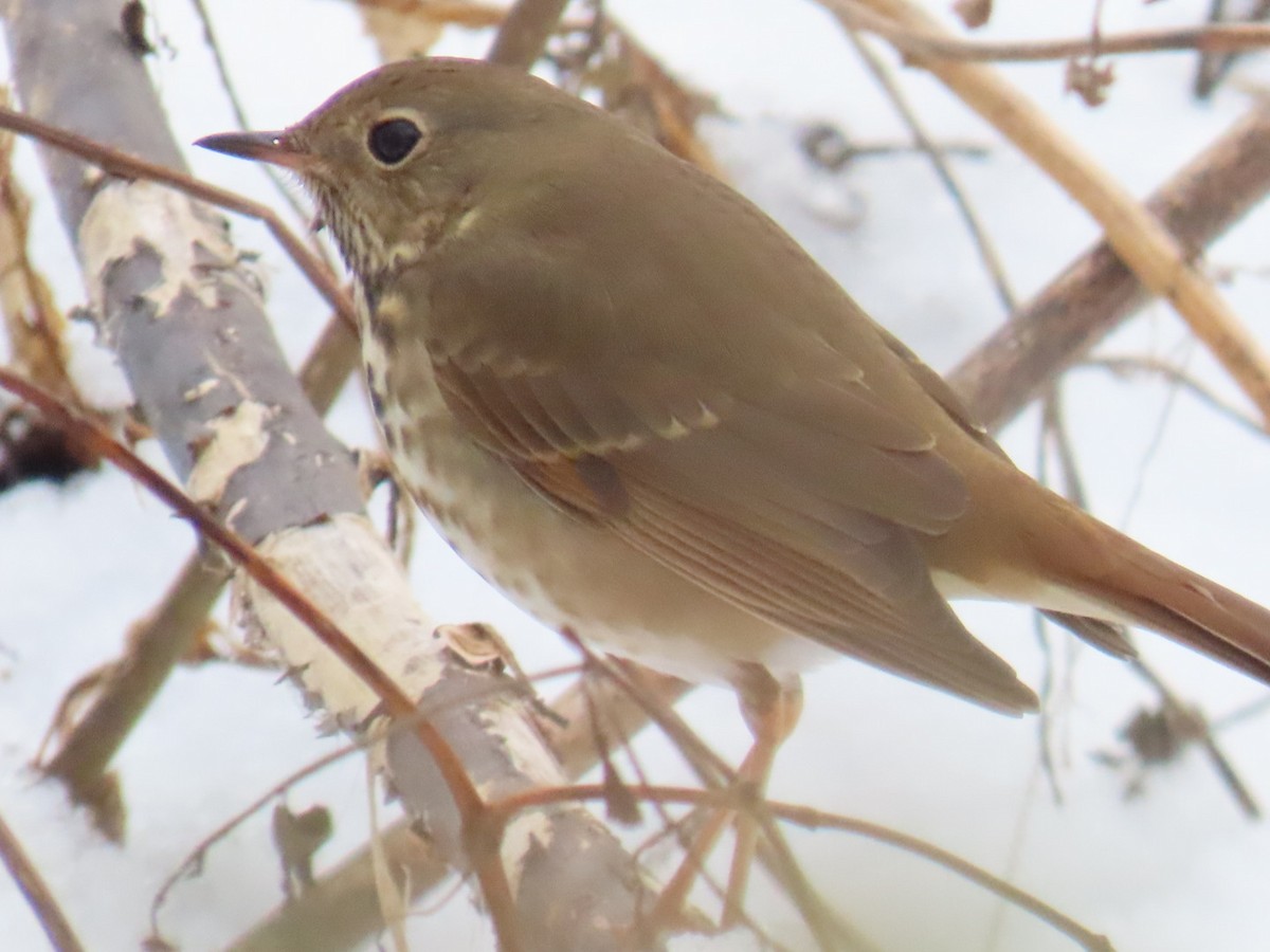 Zorzalito Colirrufo - ML647110090