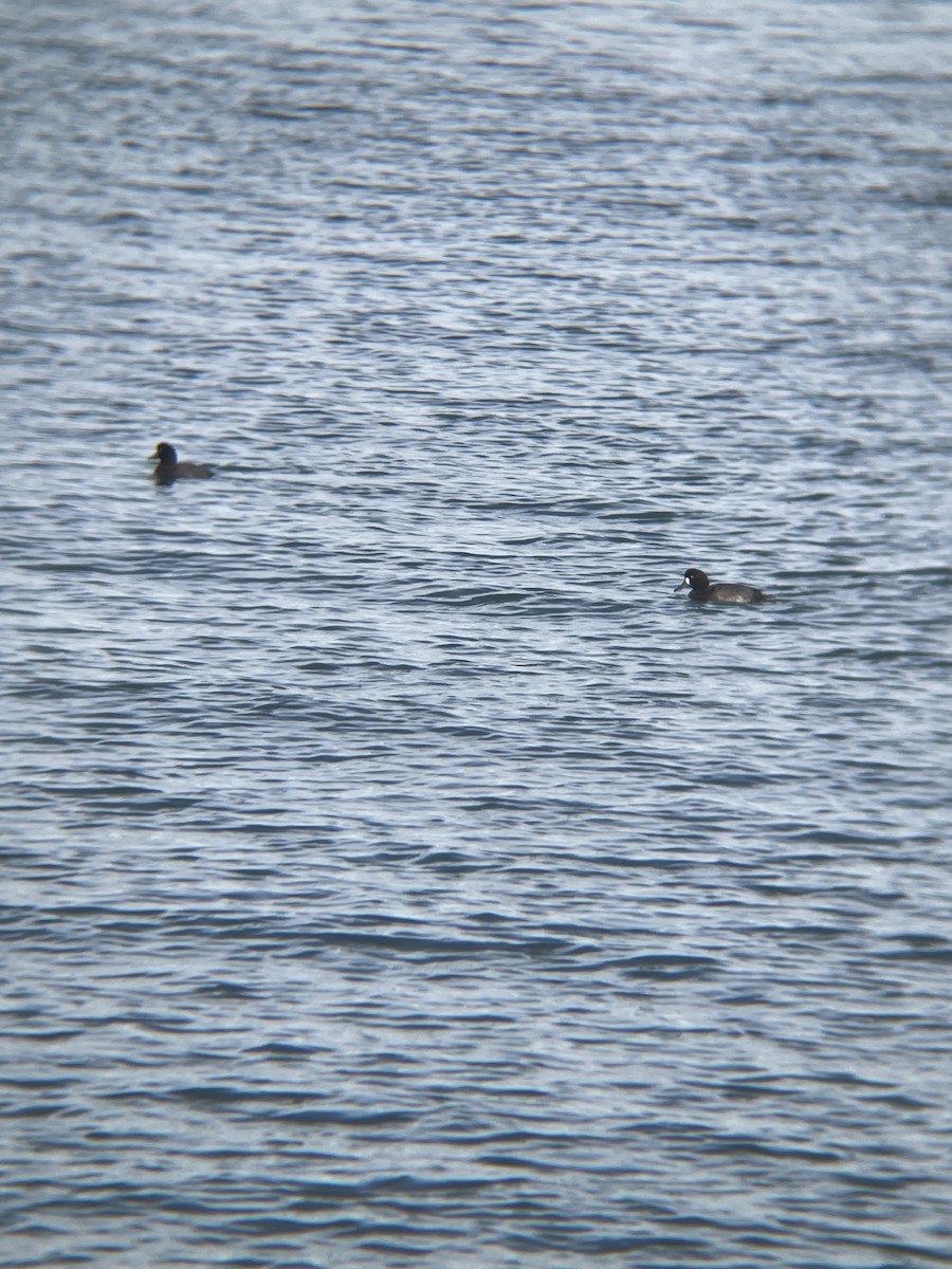 צולל ימי - ML647110093