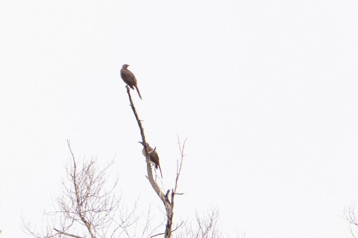 Helmlederkopf (novaeguineae) - ML647110094