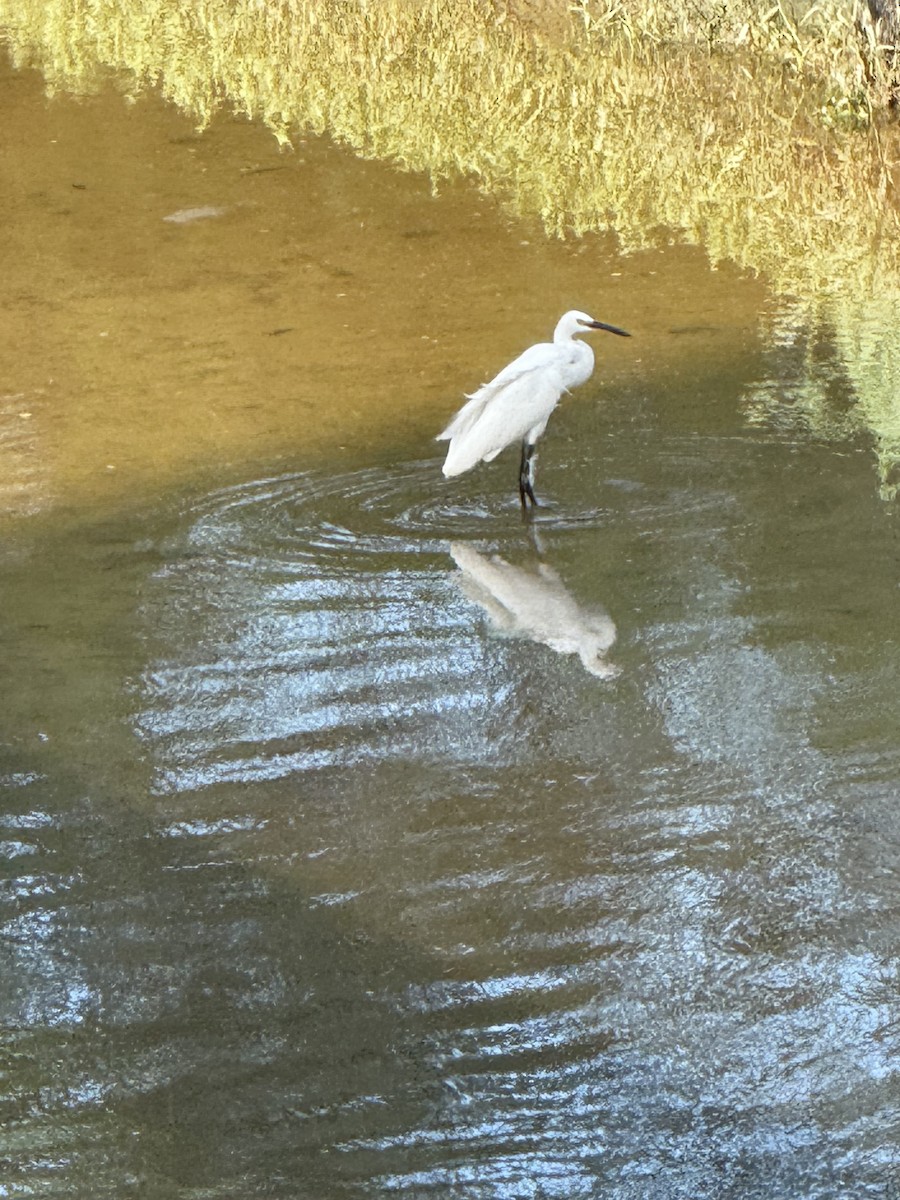 Little Egret - ML647110095