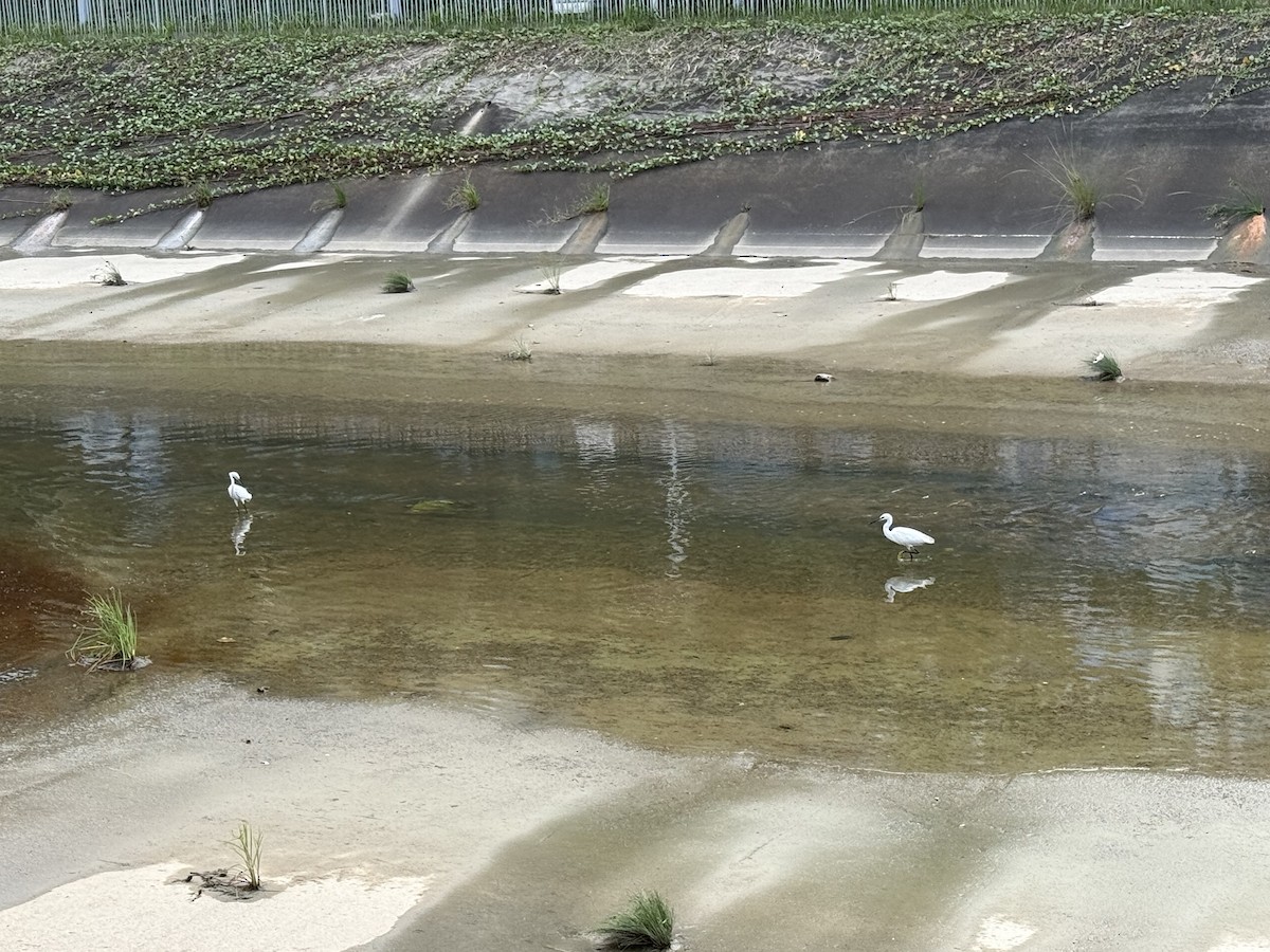 Little Egret - ML647110096