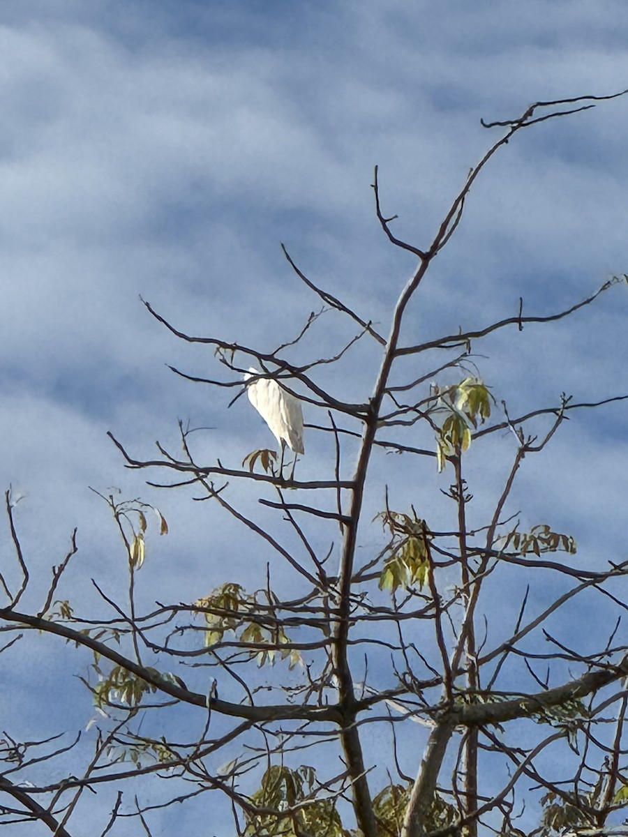 Little Egret - ML647110097