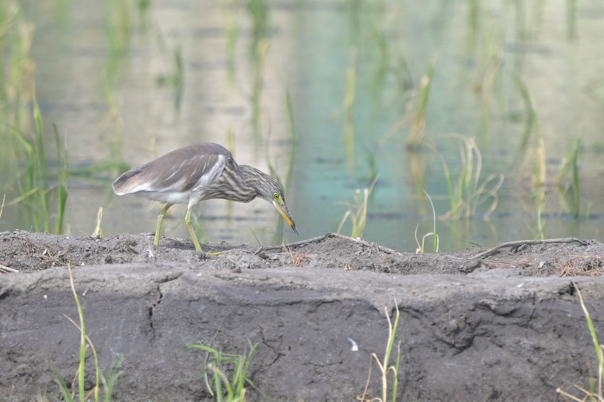 Chinese Pond-Heron - ML647110106