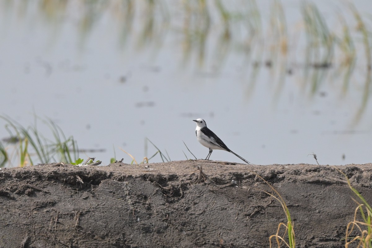 White Wagtail - ML647110107