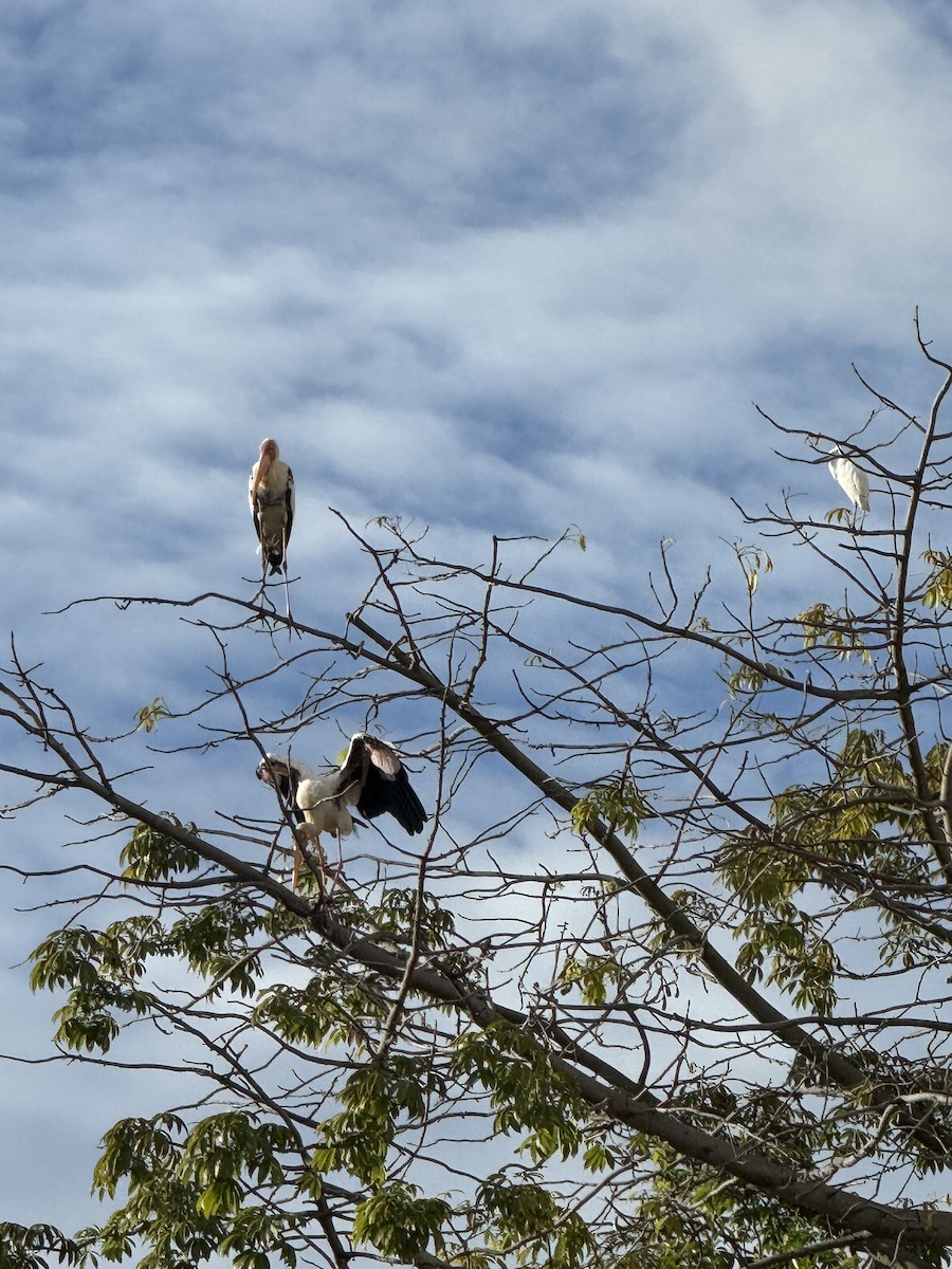 Milky Stork - ML647110110