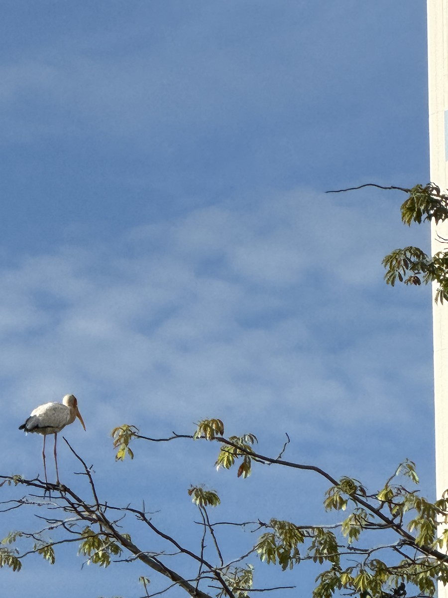 Milky Stork - ML647110111