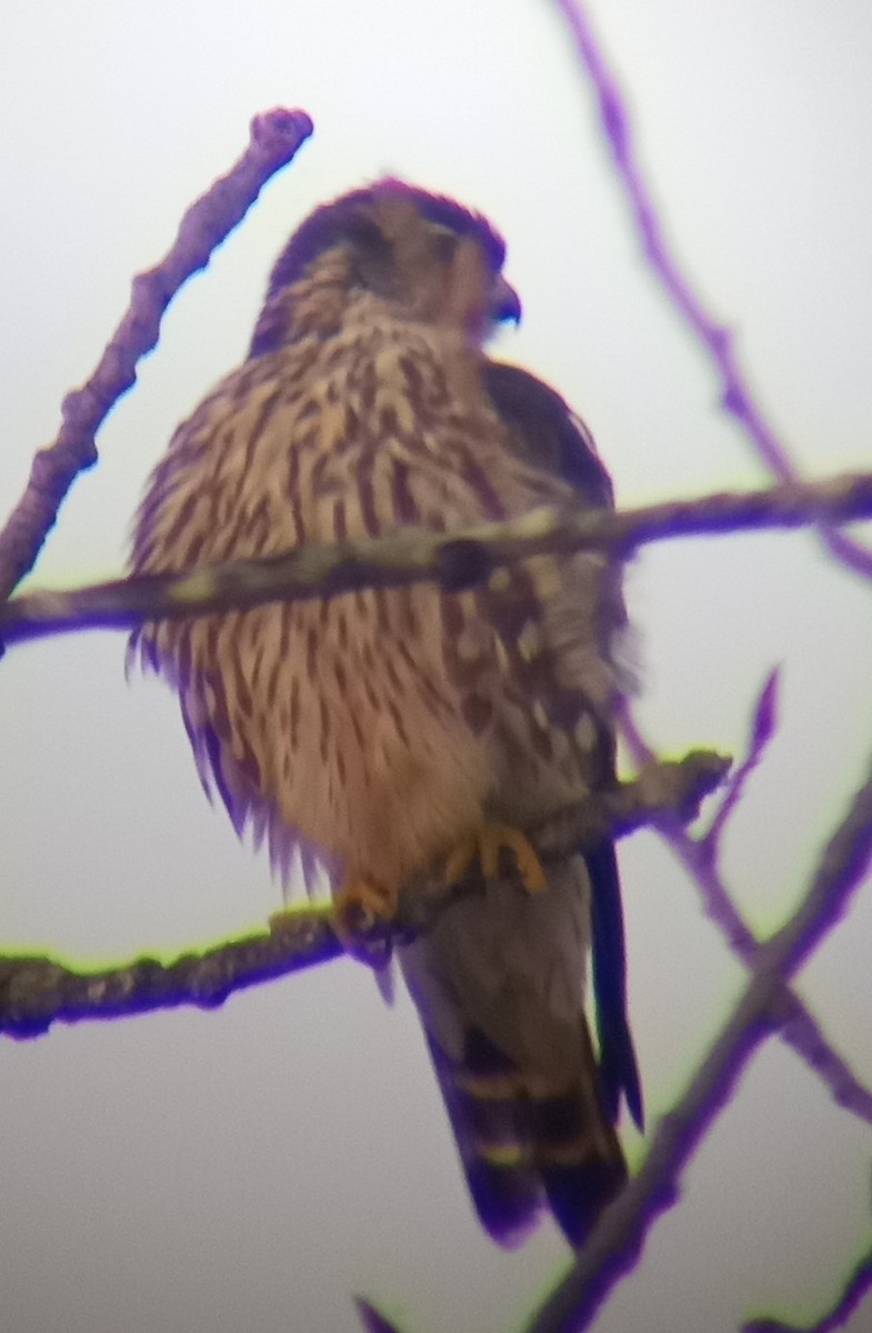 Merlin - ML647110112