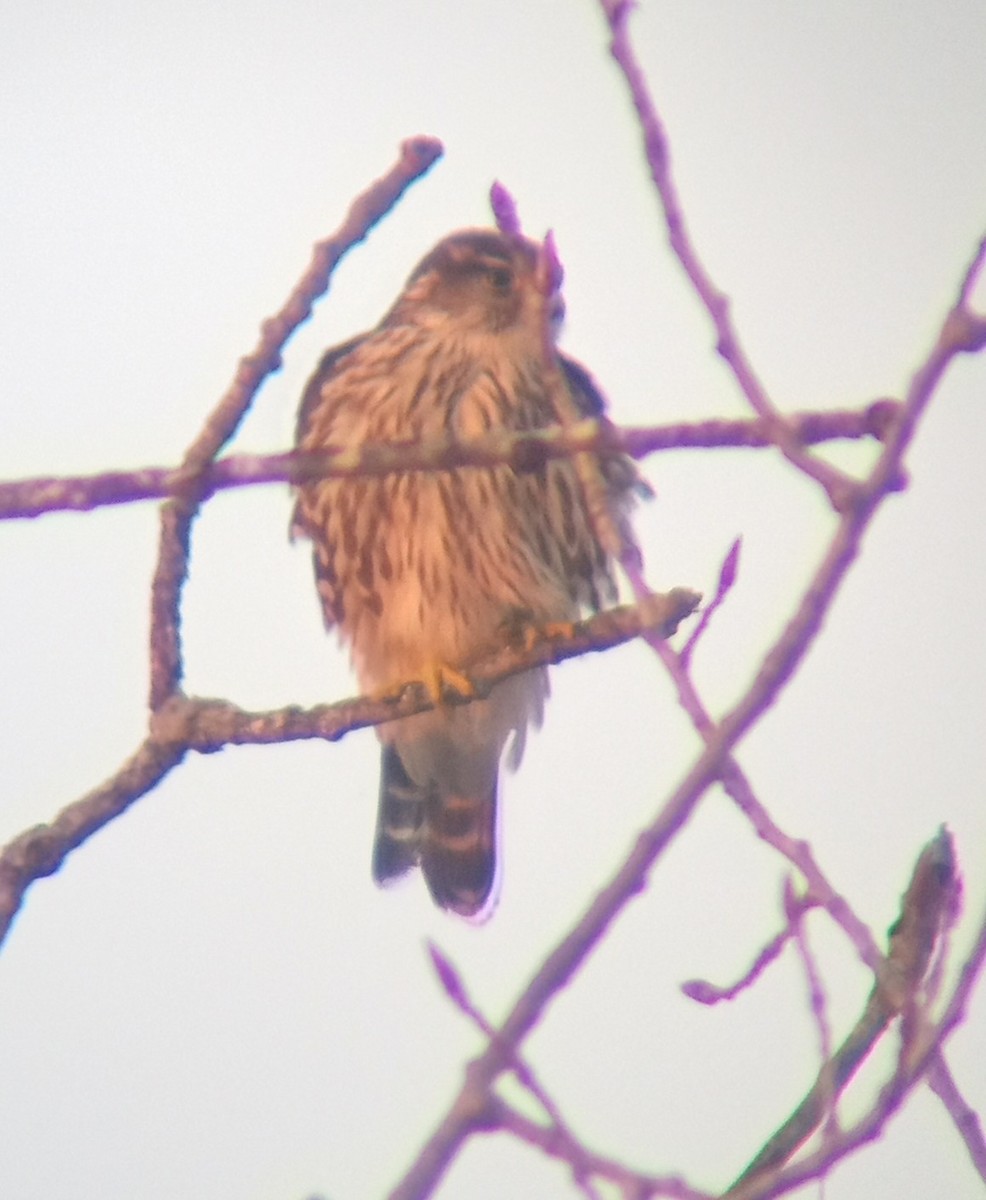 Merlin - ML647110113