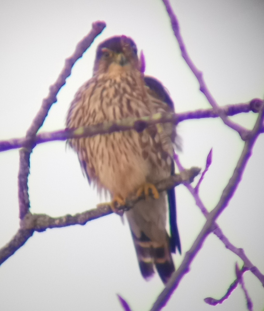 Merlin - ML647110114