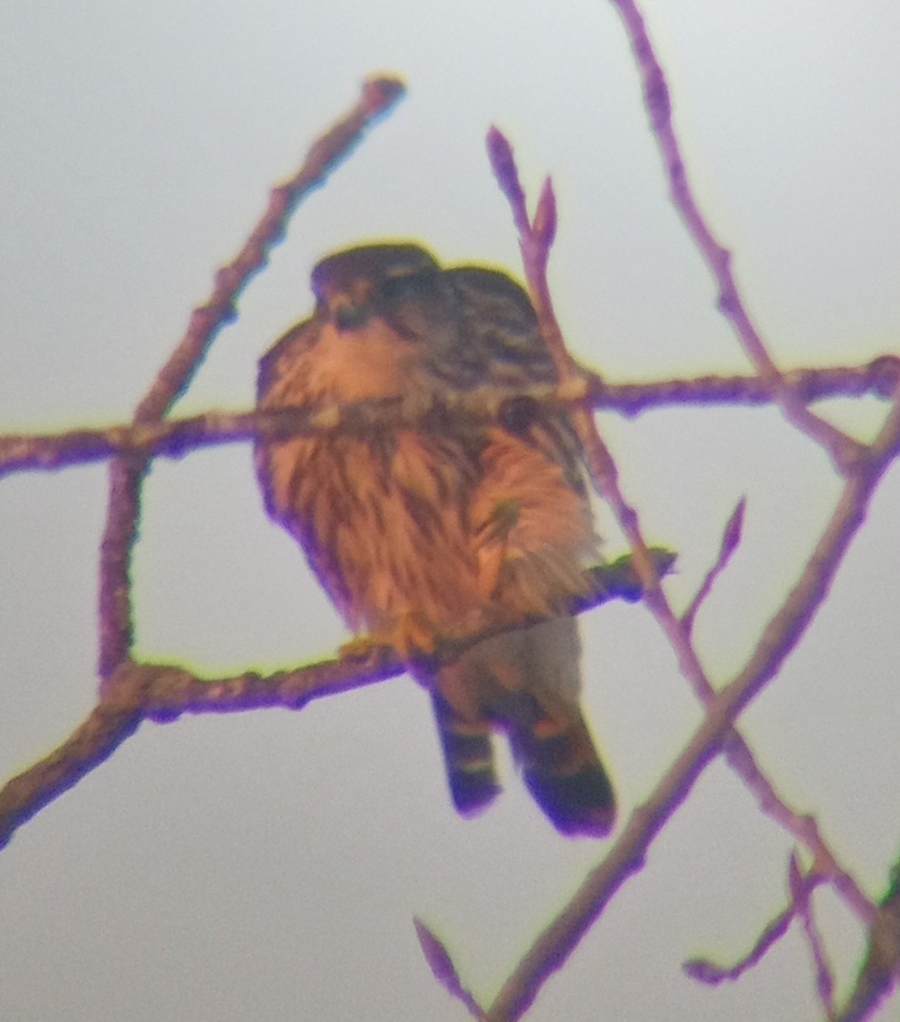 Merlin - ML647110115