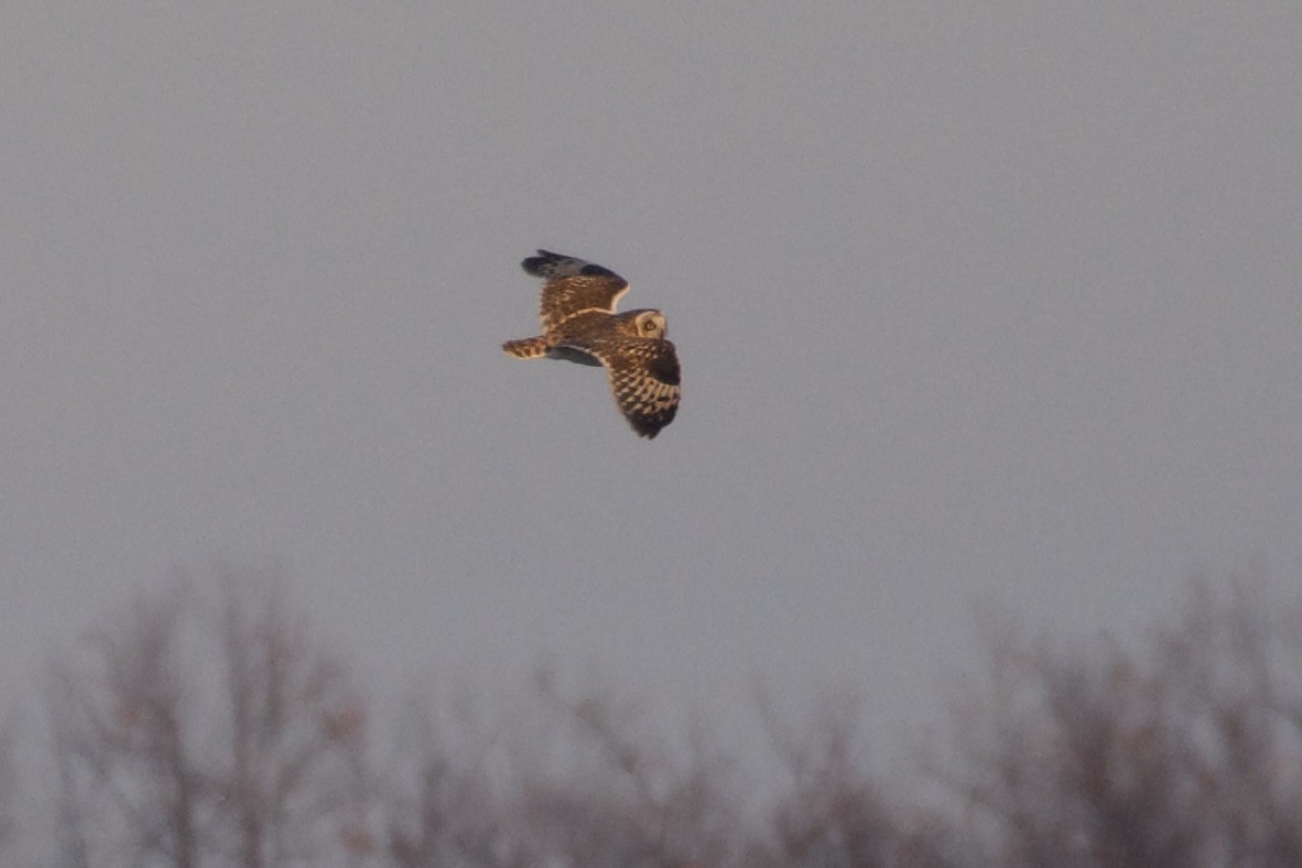 Zingira-hontza - ML647110119