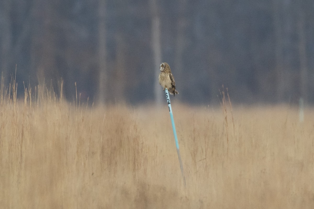 Zingira-hontza - ML647110120