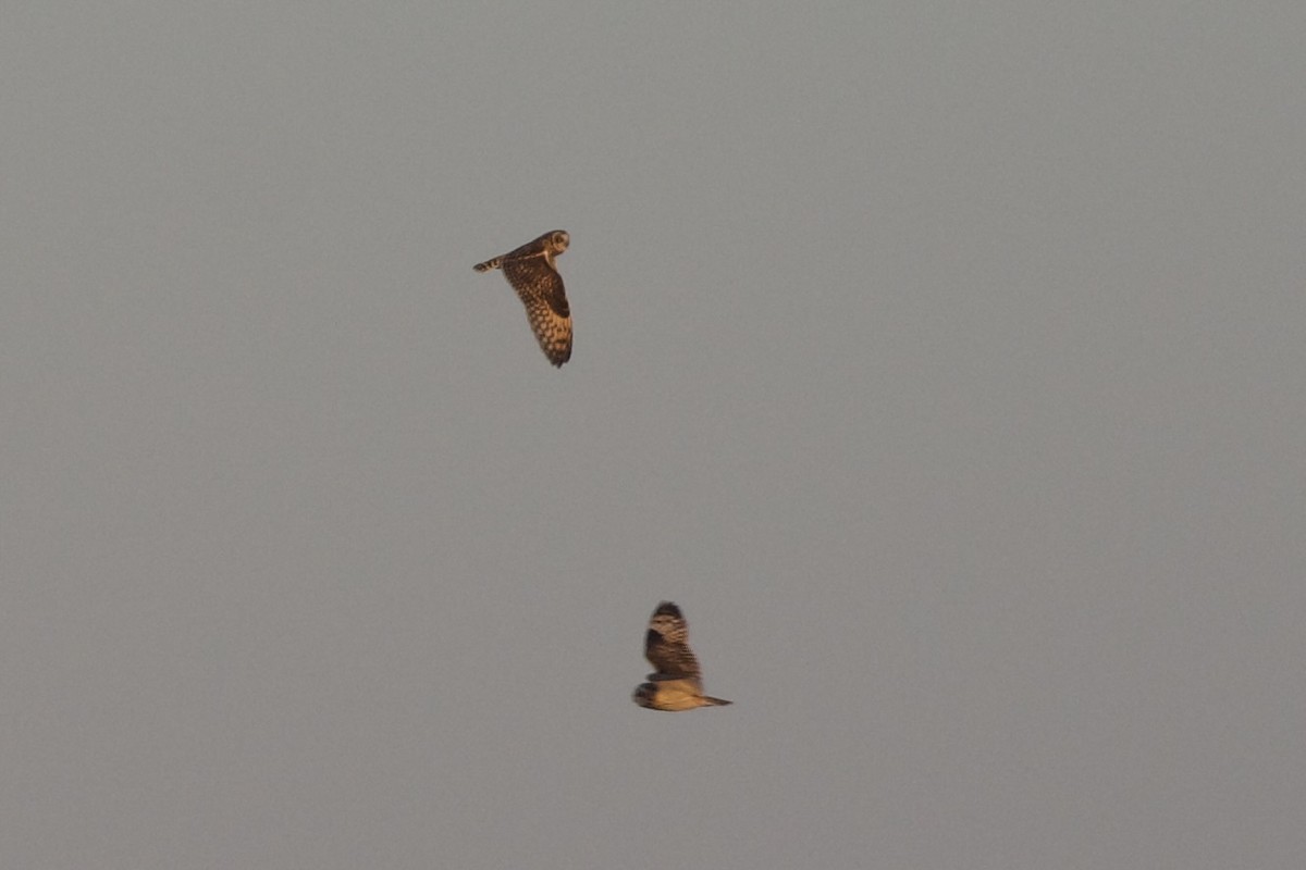 Zingira-hontza - ML647110121