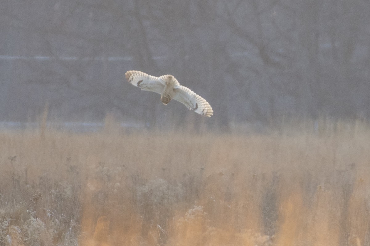 Zingira-hontza - ML647110122