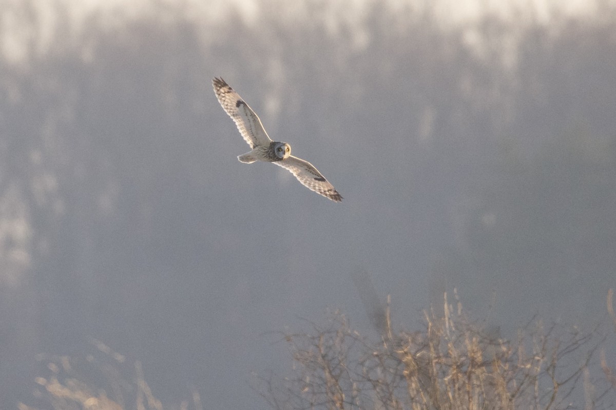 Zingira-hontza - ML647110123