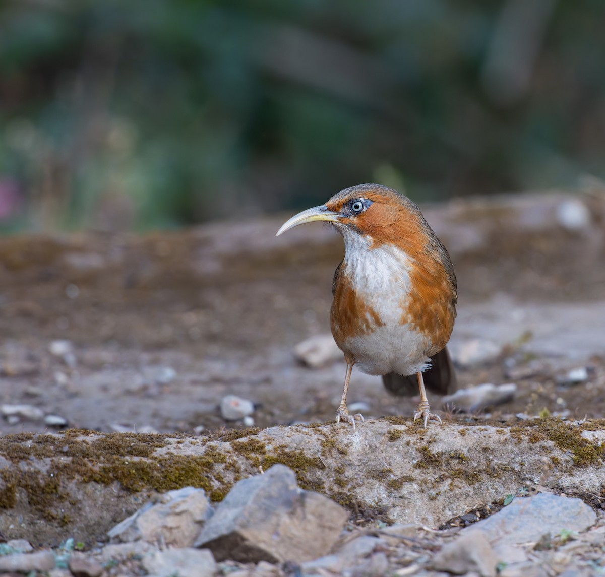 Rusty-cheeked Scimitar-Babbler - ML647110125